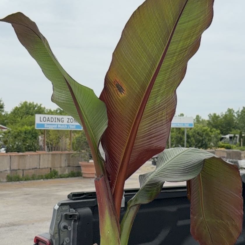 Photo of the plant species False Banana by @ElatedCat32 named Darwin on Greg, the plant care app