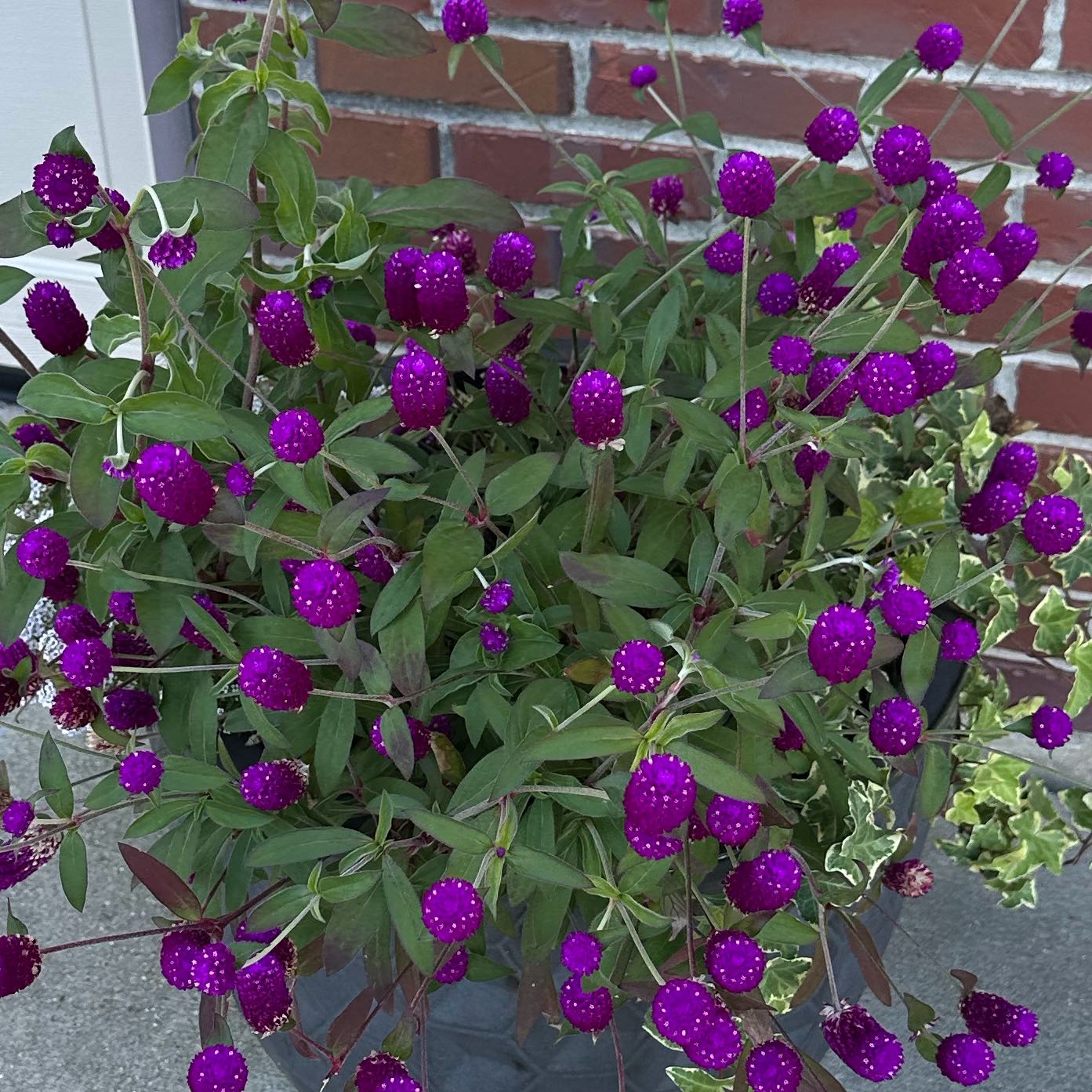 Photo of the plant species Globe Amaranth by @ElatedCat32 named Bieber on Greg, the plant care app