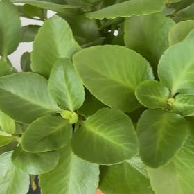 Photo of the plant species Heart-Leaved Bergenia by @NewAsianpear75 named Gaga on Greg, the plant care app