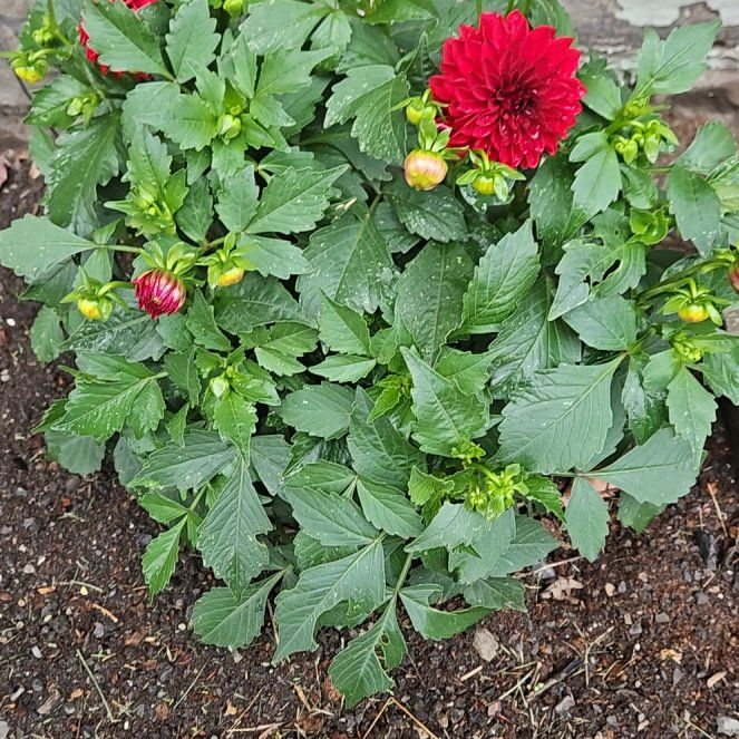 Photo of the plant species Garden Dahlia by @SteadyKiekie26 named Ronaldo on Greg, the plant care app