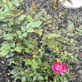 Photo of the plant species Double knock out rose by @FitGrandfir80 named Remington on Greg, the plant care app