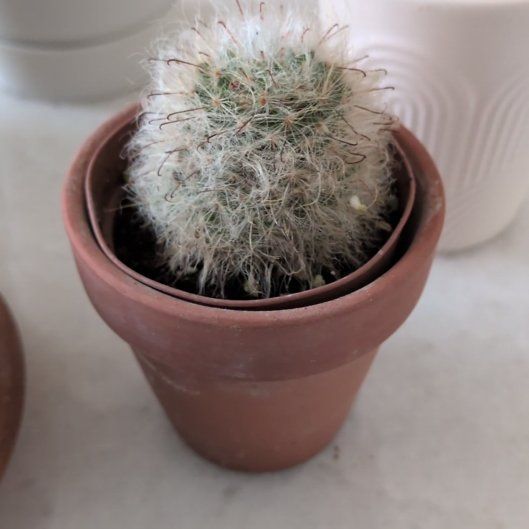 Photo of the plant species Powder Puff Cactus by @SinewySucc60 named Benjamin on Greg, the plant care app