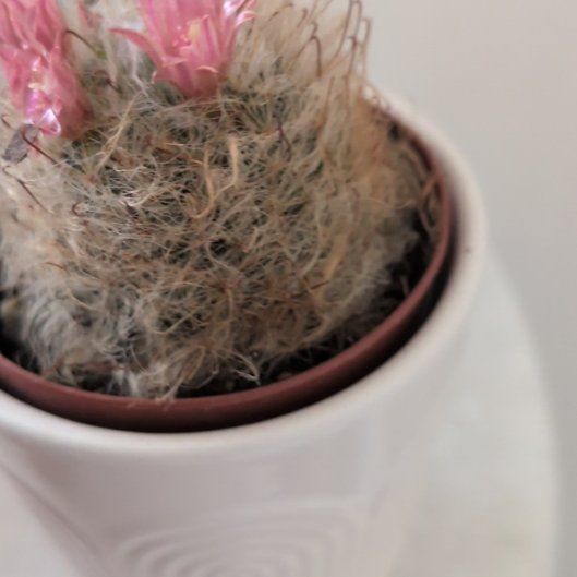 Photo of the plant species Powder Puff Cactus by @SinewySucc60 named Hildegard on Greg, the plant care app
