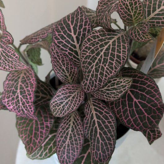 Photo of the plant species Juanita Nerve Plant by @SinewySucc60 named Drama Queen on Greg, the plant care app