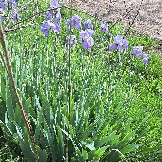 Photo of the plant species Dalmatian Iris by @BigChiotilla56 named Spike Leaves on Greg, the plant care app