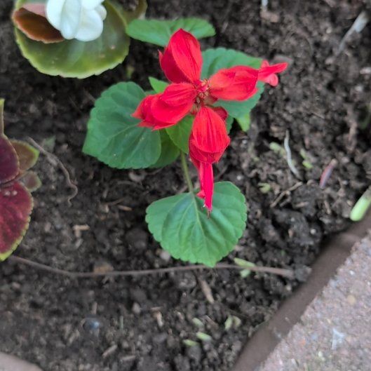 Photo of the plant species Scarlet Sage by @LadyAnahaw9 named Messi on Greg, the plant care app