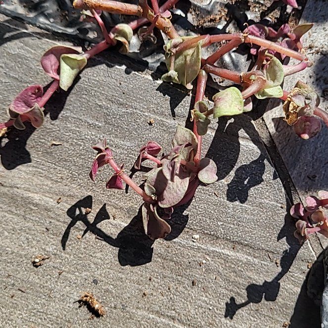 Photo of the plant species Purple Spurge by @WholesomePansy named Planty on Greg, the plant care app