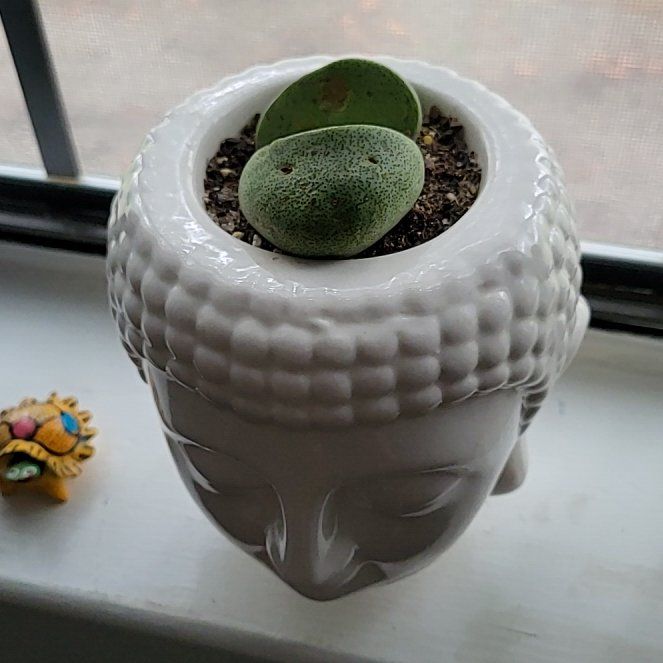 Photo of the plant species Assorted Lithops by @WholesomePansy named Queen on Greg, the plant care app