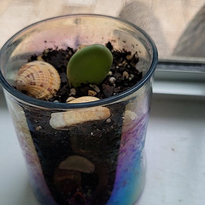 Photo of the plant species Assorted Lithops by @WholesomePansy named Stella on Greg, the plant care app