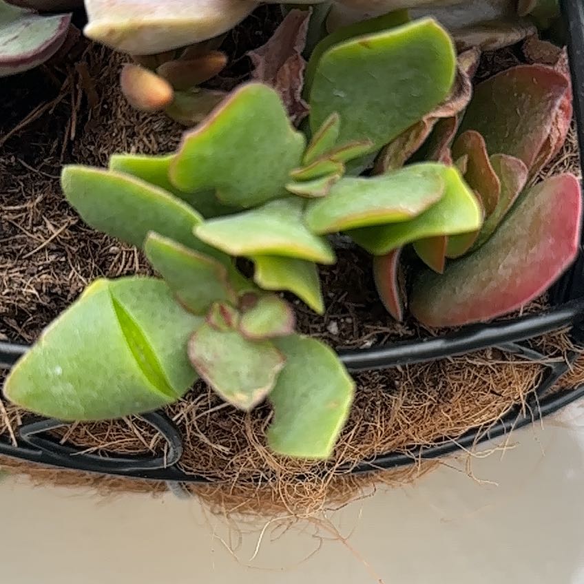 Photo of the plant species Pig's Ear by @HighSedum23 named Rainier on Greg, the plant care app