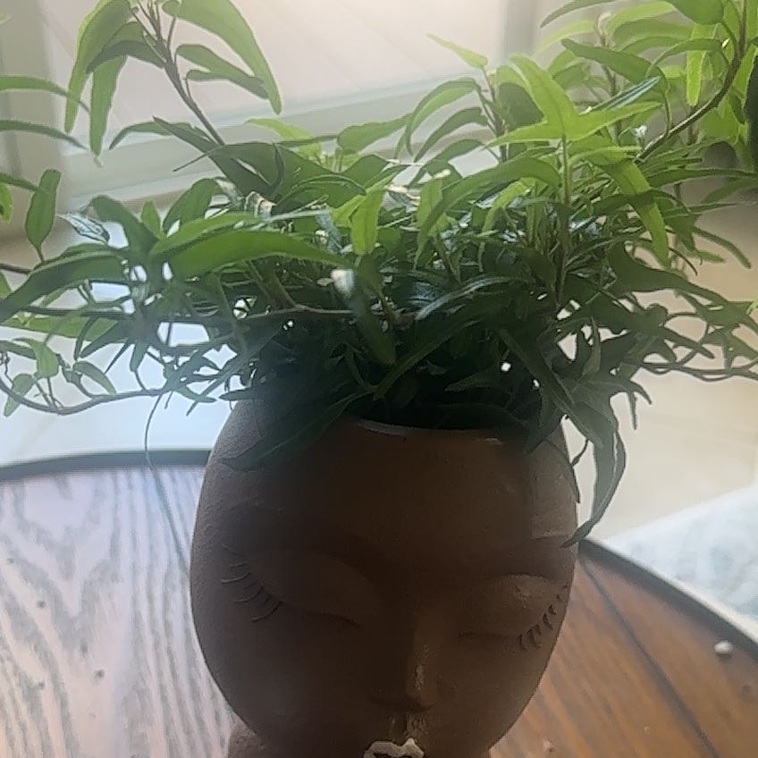 Photo of the plant species Common Myrtle by @TerrificRedbean named Aretha Franklin on Greg, the plant care app