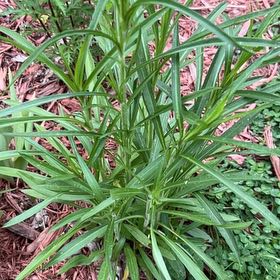 Photo of the plant species Liatris Spicata by @NiceCostmary8 named Sir Plancelot on Greg, the plant care app
