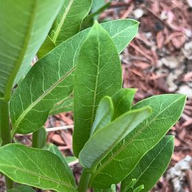 Photo of the plant species Indian Hemp by @NiceCostmary8 named Clooney on Greg, the plant care app