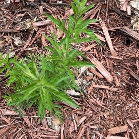 Photo of the plant species Columbia River Wormwood by @NiceCostmary8 named Cleopatra on Greg, the plant care app