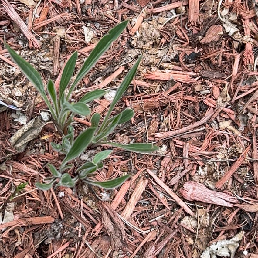 Photo of the plant species Fremont's Evening Primrose by @NiceCostmary8 named Delilah on Greg, the plant care app