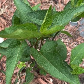 Photo of the plant species Smooth Oxeye by @NiceCostmary8 named Sahara on Greg, the plant care app