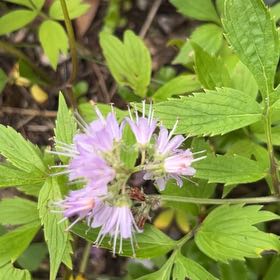 Photo of the plant species Agastache Foeniculum by @NiceCostmary8 named Tupot amaroot on Greg, the plant care app