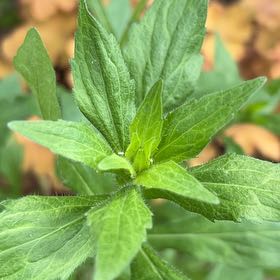 Photo of the plant species Wrinkleleaf Goldenrod by @NiceCostmary8 named Terra on Greg, the plant care app