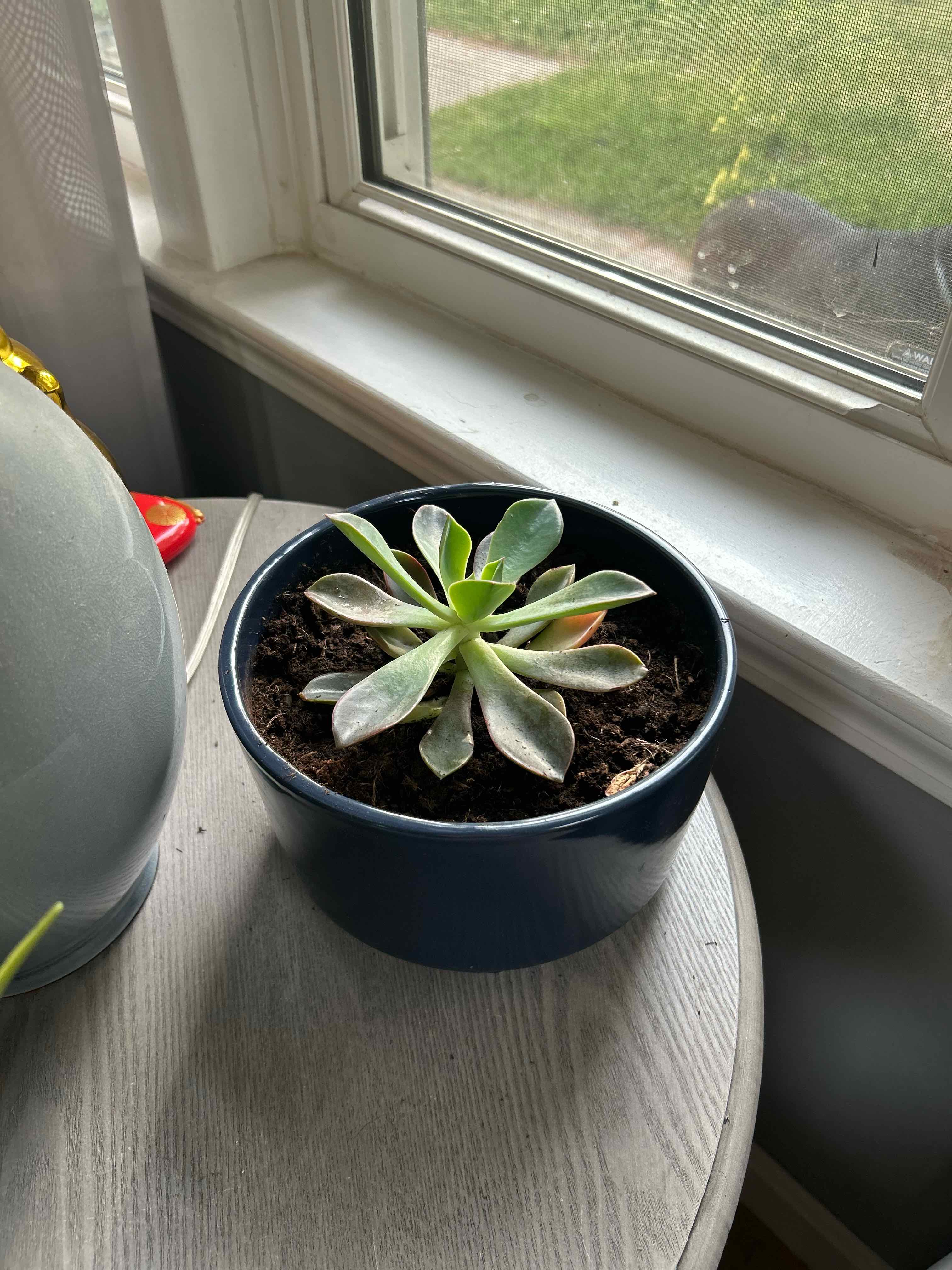 Photo of the plant species Graptoveria 'Jules' by @SlickGardenia66 named Tree Diddy on Greg, the plant care app