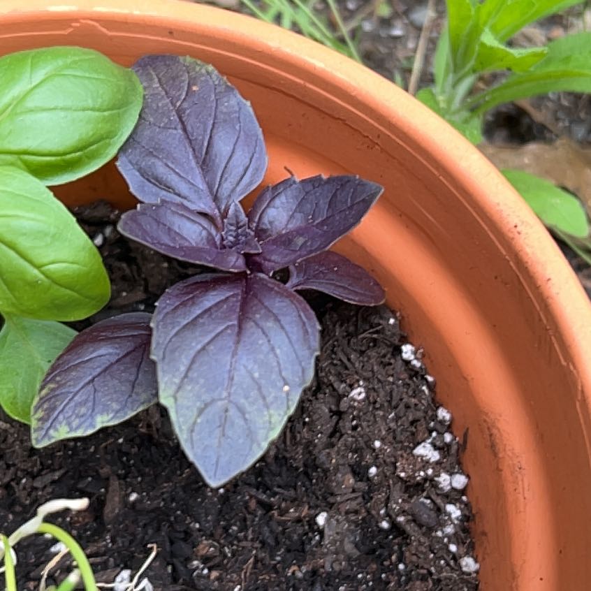 Photo of the plant species Purple Basil by @SlickGardenia66 named Dax on Greg, the plant care app