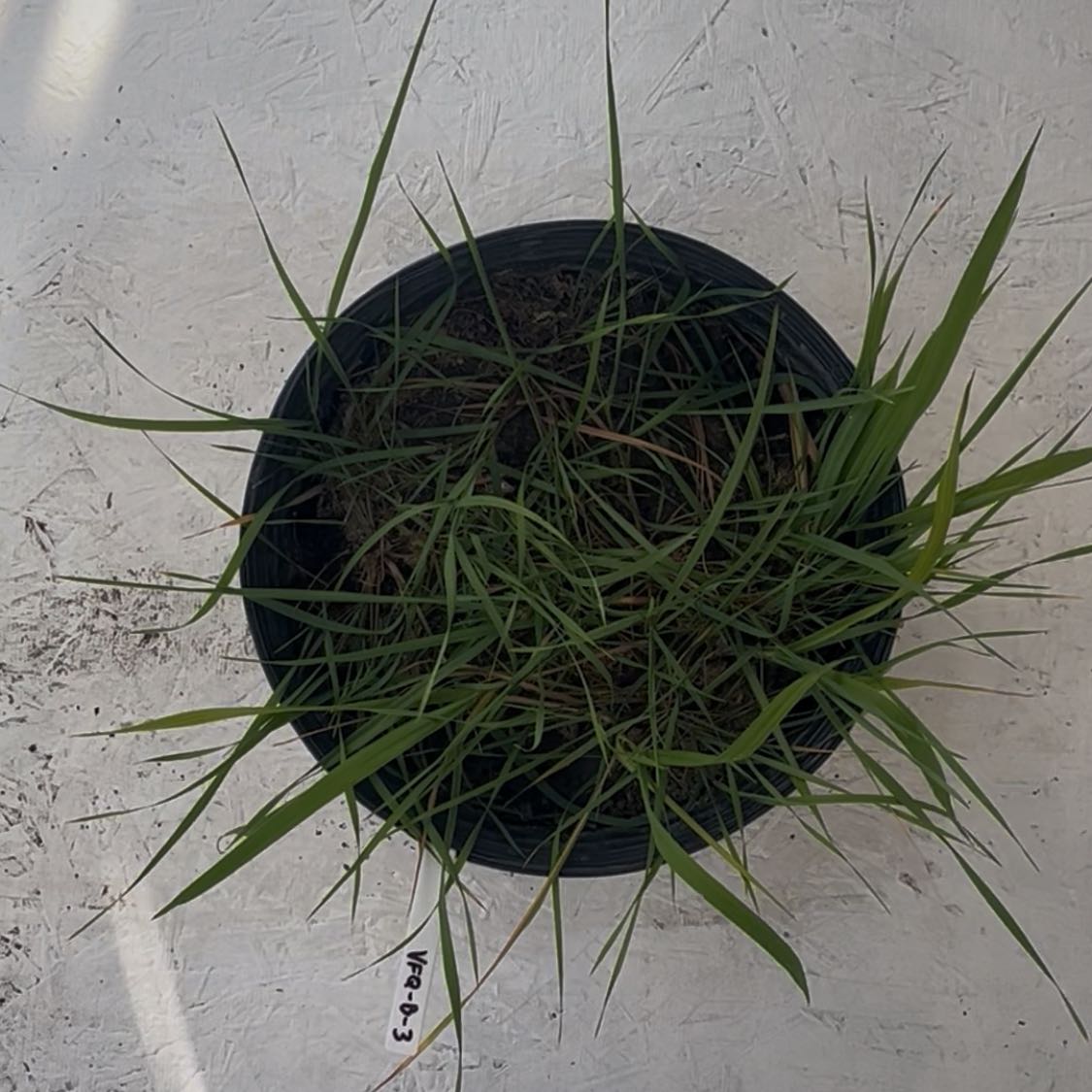 Photo of the plant species Spelt Wheat by @CentralLime61 named Mando on Greg, the plant care app