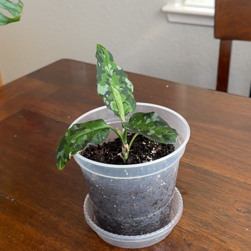 Photo of the plant species Aglaonema 'Tricolor' by @TimelyHedera46 named Foxxy on Greg, the plant care app