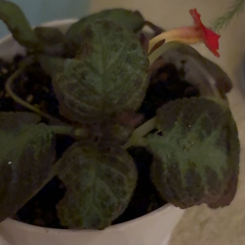 Photo of the plant species Copper Leaf by @OptimalChilli75 named Madonna on Greg, the plant care app
