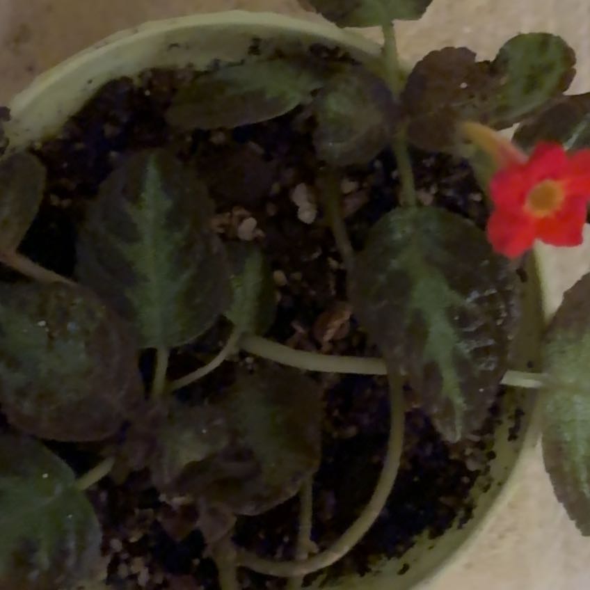 Photo of the plant species Flame Violet by @OptimalChilli75 named Kesha on Greg, the plant care app