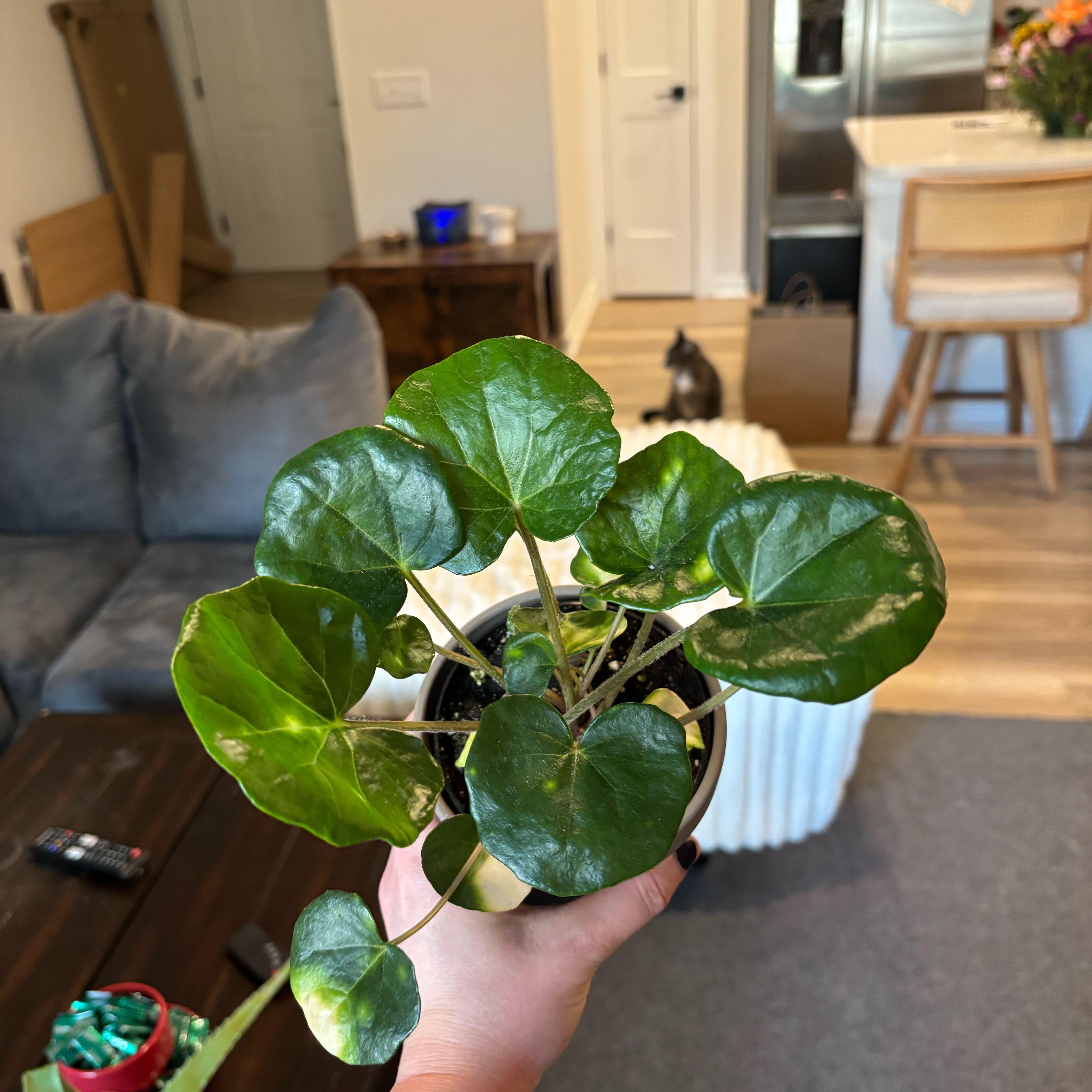 Photo of the plant species Leopard Plant by @SleekChayote31 named lightning bug hope on Greg, the plant care app