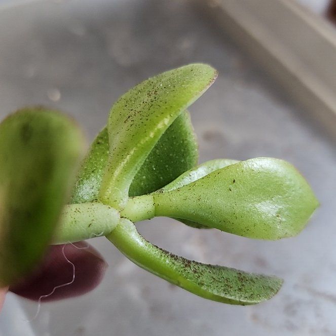 Photo of the plant species Thyme-Leafed Gratiola by @ZestCocoplum87 named Luna on Greg, the plant care app