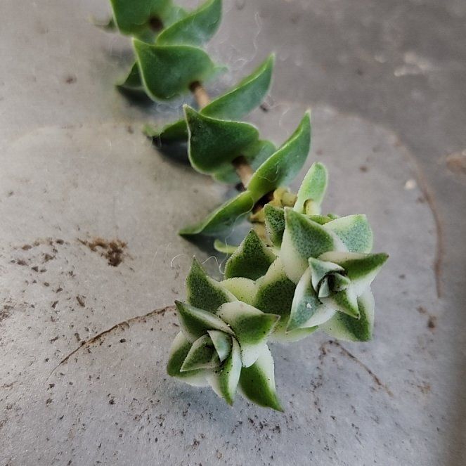 Photo of the plant species Sea Sandwort by @ZestCocoplum87 named Lebron on Greg, the plant care app
