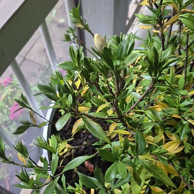 Photo of the plant species Gardenia by @GodlySapote41 named Prince on Greg, the plant care app