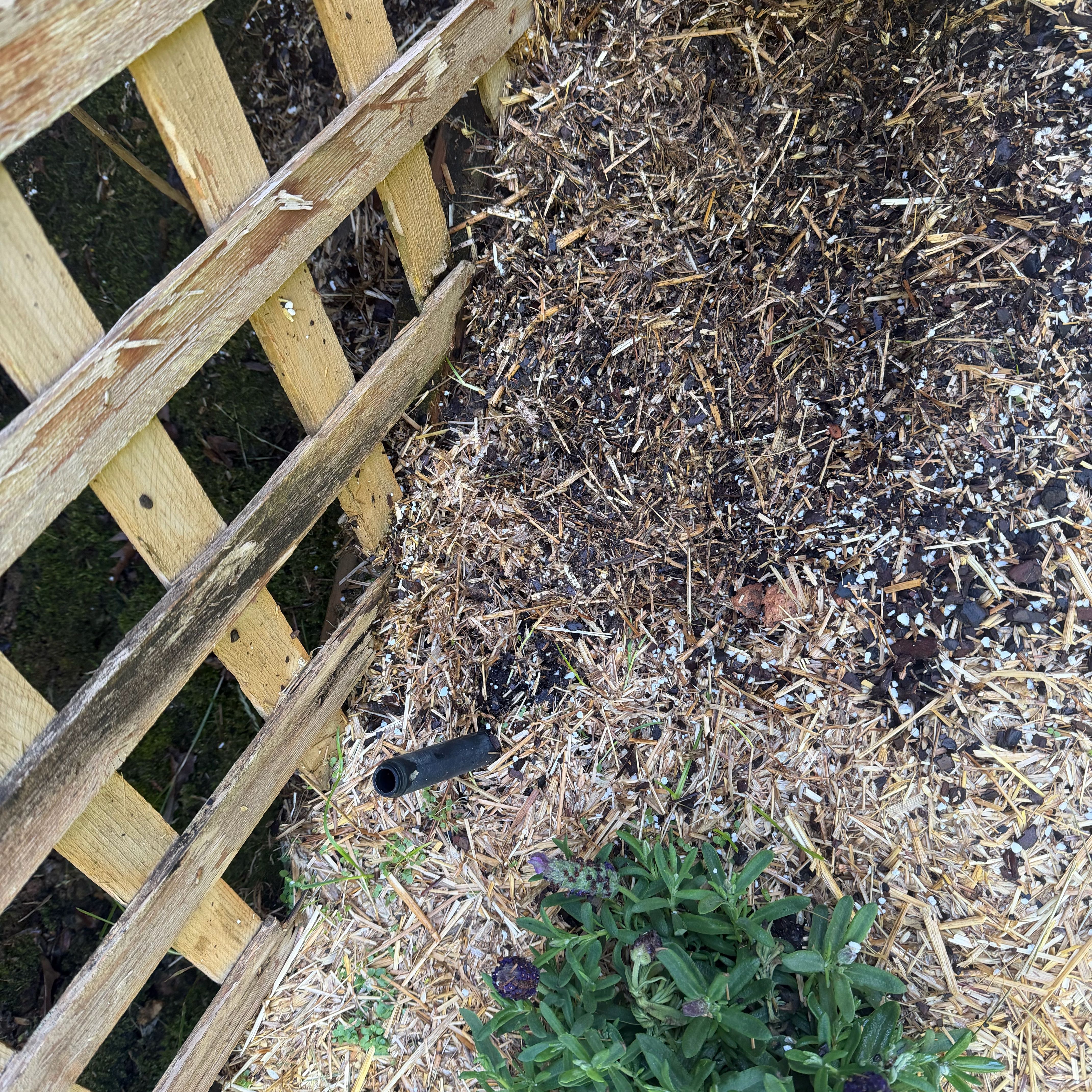 Photo of the plant species Irish Moss by @AnewNeem90 named Baesil on Greg, the plant care app