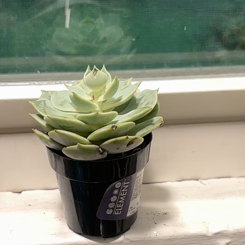 Photo of the plant species American White Waterlily by @WhizCoccoon99 named Michelle Branch on Greg, the plant care app