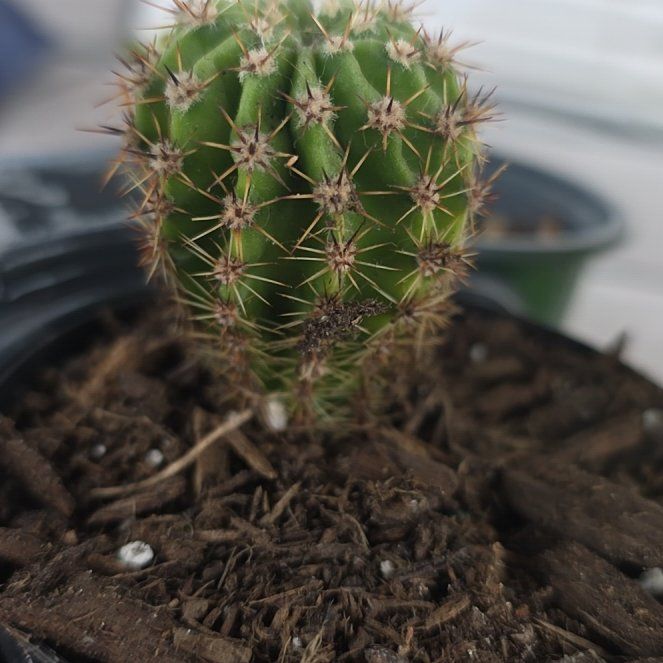 Photo of the plant species Sun Goddess Barrel Cactus by @RadBluegiant93 named Eva on Greg, the plant care app