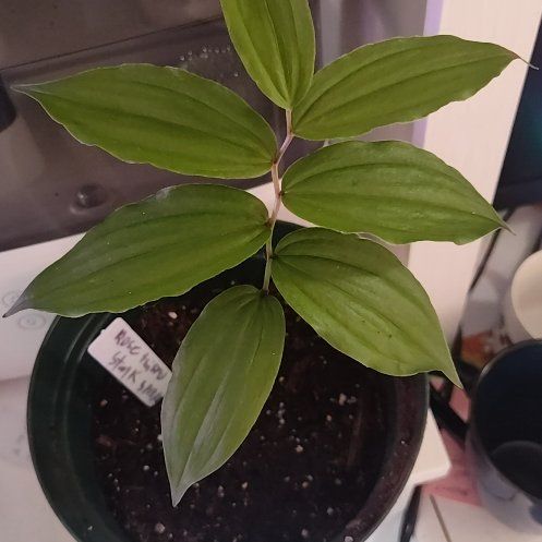 Photo of the plant species Rose Twisted Stalk by @JazzedLime97 named Walt on Greg, the plant care app