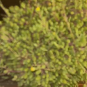 Photo of the plant species Creeping Coprosma by @GoodGray47 named Osmo on Greg, the plant care app
