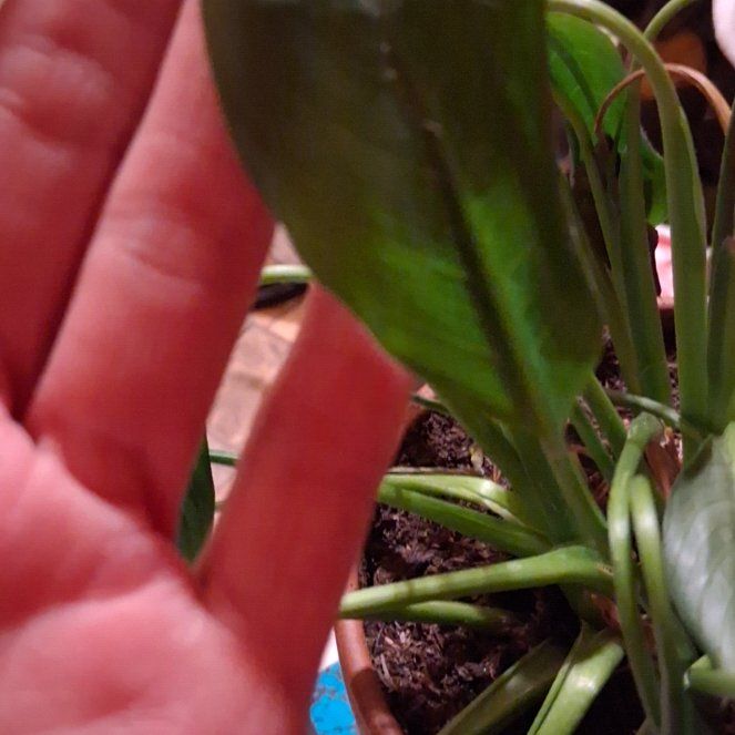 Photo of the plant species White Peace Lily by @LordScallions44 named Hemingway on Greg, the plant care app
