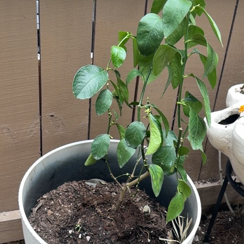 Photo of the plant species Lime Tree by @PurePlain7 named Bella on Greg, the plant care app