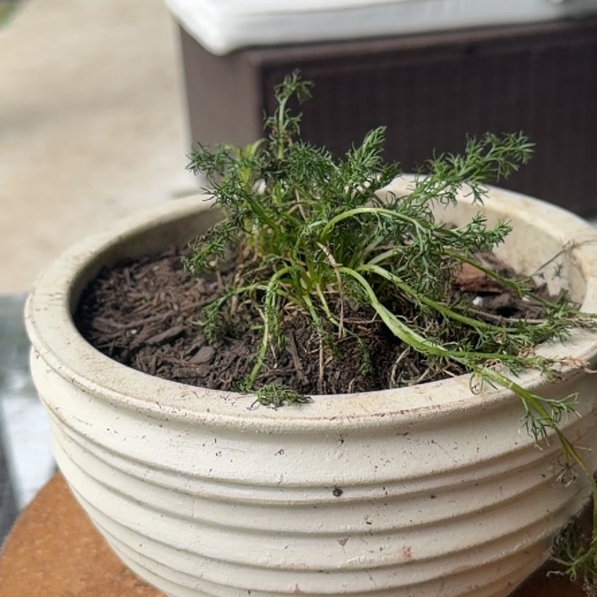 Photo of the plant species German Chamomile by @PurePlain7 named Lola on Greg, the plant care app