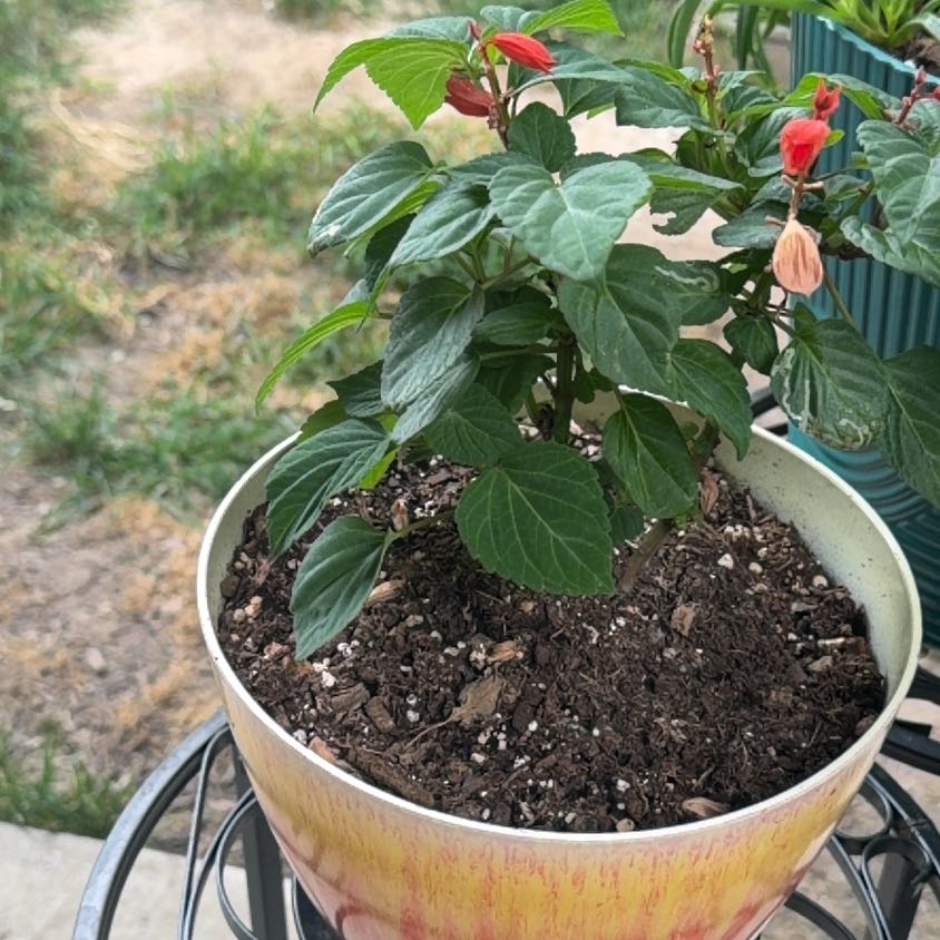 Photo of the plant species Scarlet Sage by @PurePlain7 named Luna on Greg, the plant care app