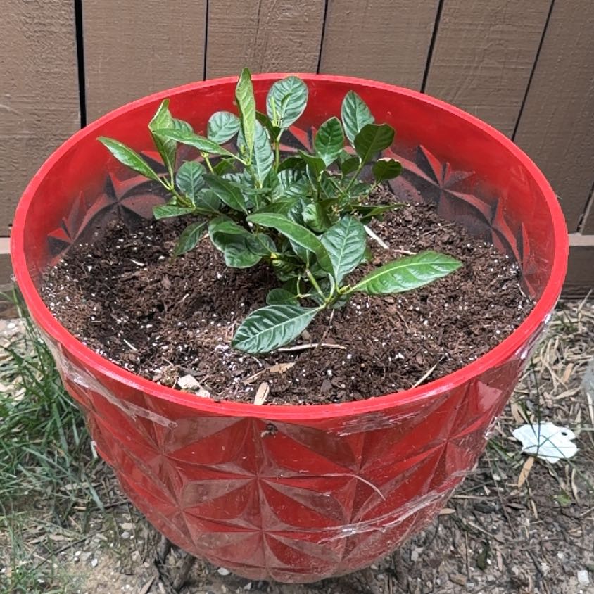 Photo of the plant species Common Gardenia by @PurePlain7 named Tree Diddy on Greg, the plant care app