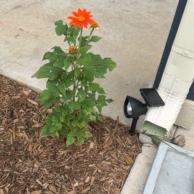 Photo of the plant species Mexican Sunflower by @PurePlain7 named Mochi on Greg, the plant care app