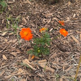 Photo of the plant species Sulphur Cosmos by @PurePlain7 named Girlfrond on Greg, the plant care app