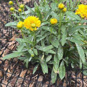 Photo of the plant species Butterfly Weed by @PurePlain7 named Aristotle on Greg, the plant care app