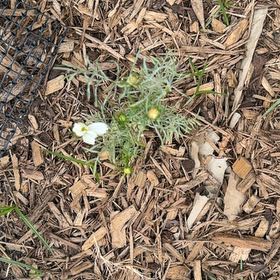 Photo of the plant species Scentless Mayweed by @PurePlain7 named Messi on Greg, the plant care app