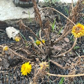 Photo of the plant species Strawflower by @PurePlain7 named Gobi on Greg, the plant care app