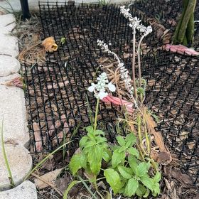 Photo of the plant species Mealycup Sage by @PurePlain7 named Shakira on Greg, the plant care app