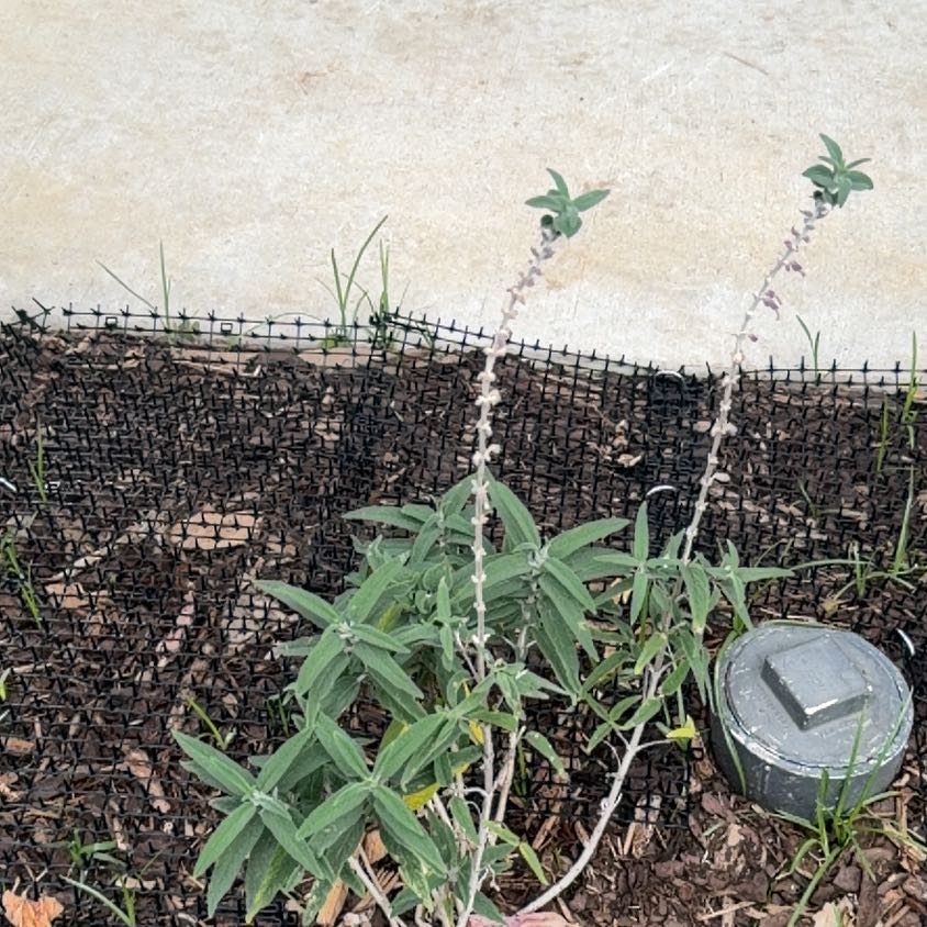 Photo of the plant species Mexican Bush Sage by @PurePlain7 named Terra on Greg, the plant care app