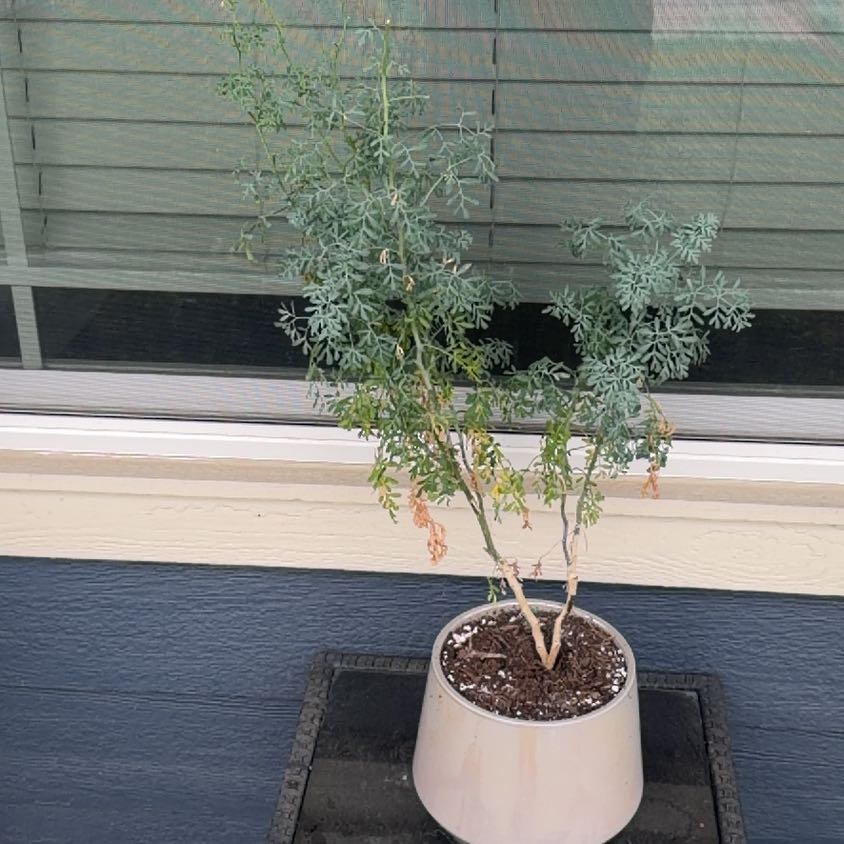 Photo of the plant species Common Rue by @PurePlain7 named Spike Leaves on Greg, the plant care app